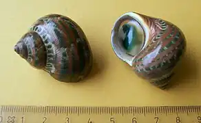 Turbo petholatus