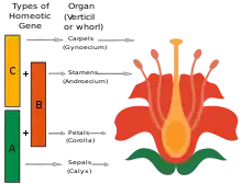 Modèle ABC qui supporte le contrôle génétique du développement floral