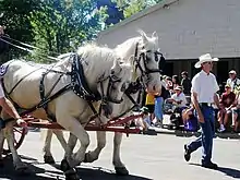 Deux chevaux de couleur crème attelés en paire avec un harnais rutilant.
