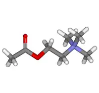 Image illustrative de l’article Acétylcholine