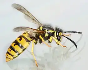 Guêpe  (ici, guêpe germanique, Vespula germanica)