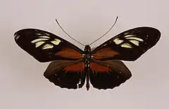 Description de l'image AHeliconiusegeriaegeroides.jpg.