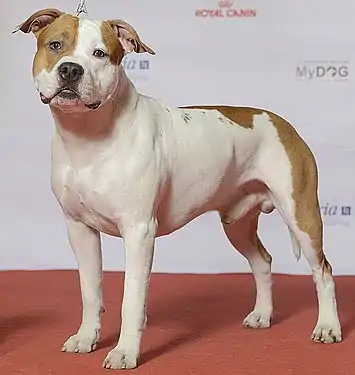 American Staffordshire Terrier