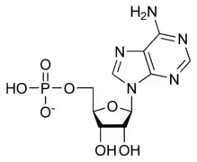 Adénosine monophosphate