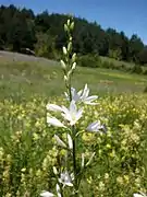 Phalangère à fleurs de Lis (Anthericum liliago)