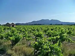 Vignoble des garrigues de Sarrians