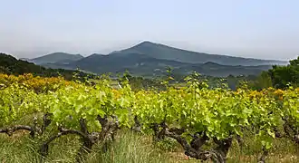 Le mont Ventoux dominant le vignoble du Barroux.