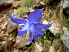 Description de l'image AQUILEGIA VISCOSA - BÒFIA - IB-487 (Corniol hirsut).JPG.