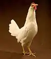 Une poule Leghorn blanche de type Américain.