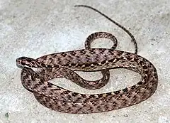 Description de l'image ASSAMESE CAT SNAKE.jpg.