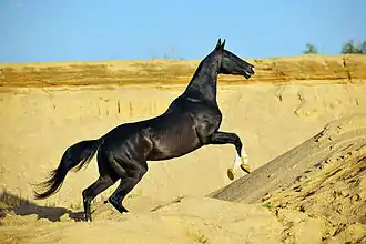 Cheval noir galopant dans un désert, vu de profil.