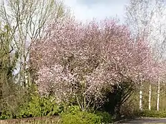 Cerisiers du Japon en fleurs