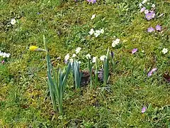 Village en fleurs