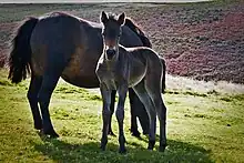 Photo d'une femelle Dartmoor broutant accompagnée de son poulain.