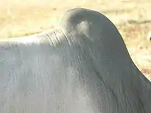 Photographie d'une bosse de zébu, à la jonction entre le cou et le dos de l'animal.