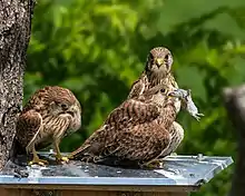 Photo montrant trois faucons posés sur un nichoir, dont l'un avale un micromammifère