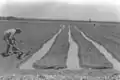 Irrigation d'un champ au kibboutz Na'an (1935)