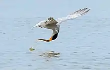Photographie d'une sterne de rivière attrapant un poisson en volant