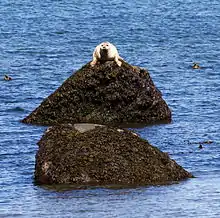 Un phoque commun au repos au parc du Bic.