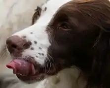 Le Chien (Canis lupus familiaris), plus précisément ici un Springer anglais.