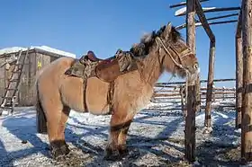 Poney iakoute sellé.