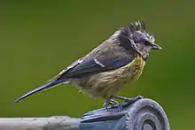 Photo d'une mésange déplumée à hauteur de la calotte.