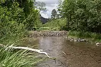 Un barrage de castor s'étend sur une section de la fourche médiane de la rivière Gila.