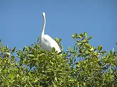 Une aigrette sur un palétuvier dans la mangrove.