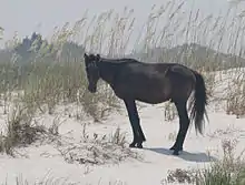 cheval noir dans le sable avec un peu de hautes herbes