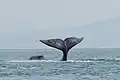 Queue de baleine boréale