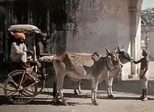 la photo montre un char à deux roues en bois tiré par deux bœufs gris de grande taille. Un notable et un conducteurs sont assis dans le char.