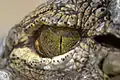 Œil de crocodile (pupille verticale)