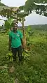 Planteur en Côte d'Ivoire avec des régimes de bananes.