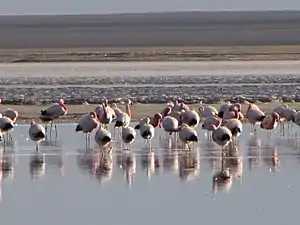 Flamants des Andes au pied du mont Ojos del Salado, 2010