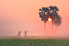 Petit matin brumeux dans le parc écologique de Borshijora (bn), district de Maulvi Bazar, décembre 2017.