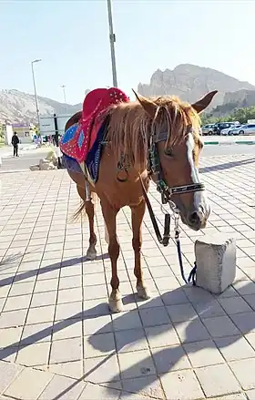 Image illustrative de l’article Cheval au Yémen