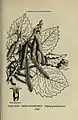 Illustration botanique de Populus grandidentata par Alice Lounsberry.