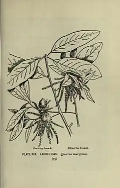 Description de l'image A guide to the trees (Page 79) (8435922210).jpg.