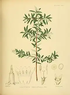 Description de l'image A hand-book to the flora of Ceylon (Plate LXIV) (6430654497).jpg.