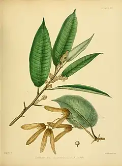 Description de l'image A hand-book to the flora of Ceylon (Plate XII) (6430635535).jpg.