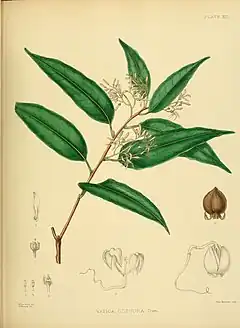 Description de l'image A hand-book to the flora of Ceylon (Plate XIII) (6430635839).jpg.