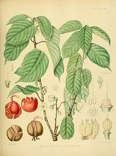 Description de l'image A hand-book to the flora of Ceylon (Plate XV) (6430636657).jpg.