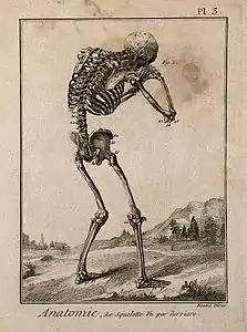 Squelette penché en avant vu de derrière, gravure sur métal de Benard (1779), d'après une gravure sur bois de 1543 (collection iconographique).