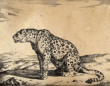 Un léopard en position assise