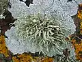 Sur un autre lichen. Apothécies en coupes et pycnides visibles sur les lanières.