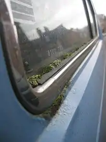 Bryum argenteum dans les interstices d'une voiture