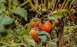 Production de tomates.