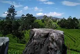 Le Pedro Tea Estate - Étape 3