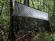 Un piège Malaise en forêt en Guyane