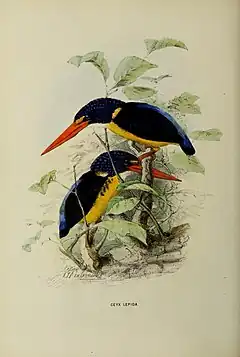 Description de l'image A monograph of the Alcedinidae (19838266321).jpg.